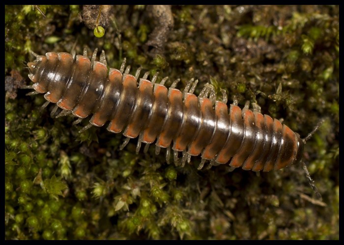 New Species Of Millipede Named After Taylor Swift